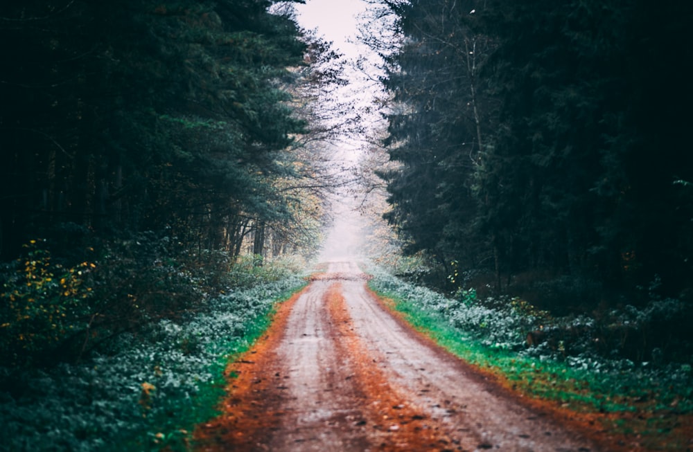 brown dirt road between green trees during daytime