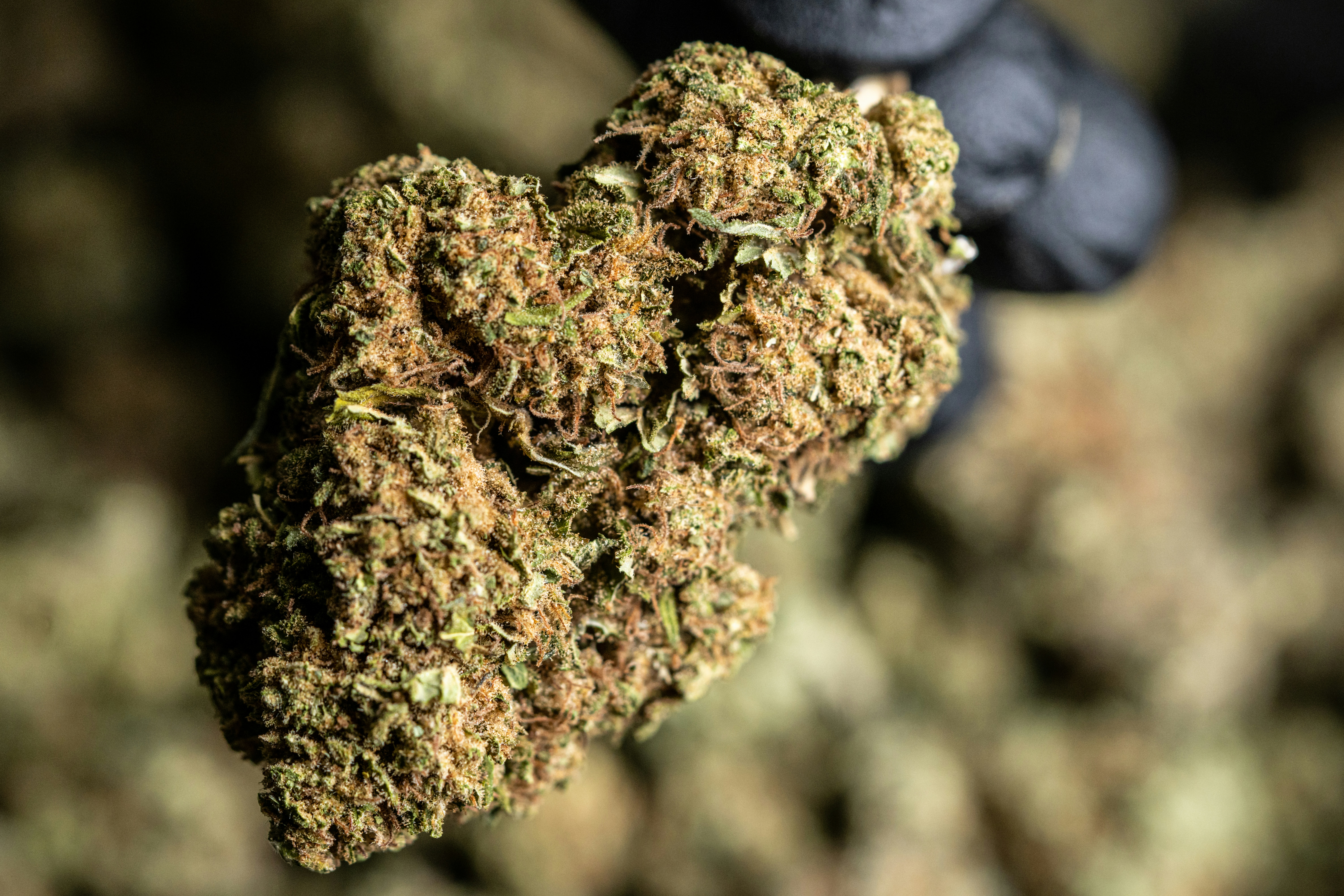 Photo by crystalweed