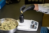 A person wearing a white lab coat and black gloves is placing cannabis buds into a black container on an electronic scale. A metal bowl filled with cannabis buds sits nearby on a dark surface.