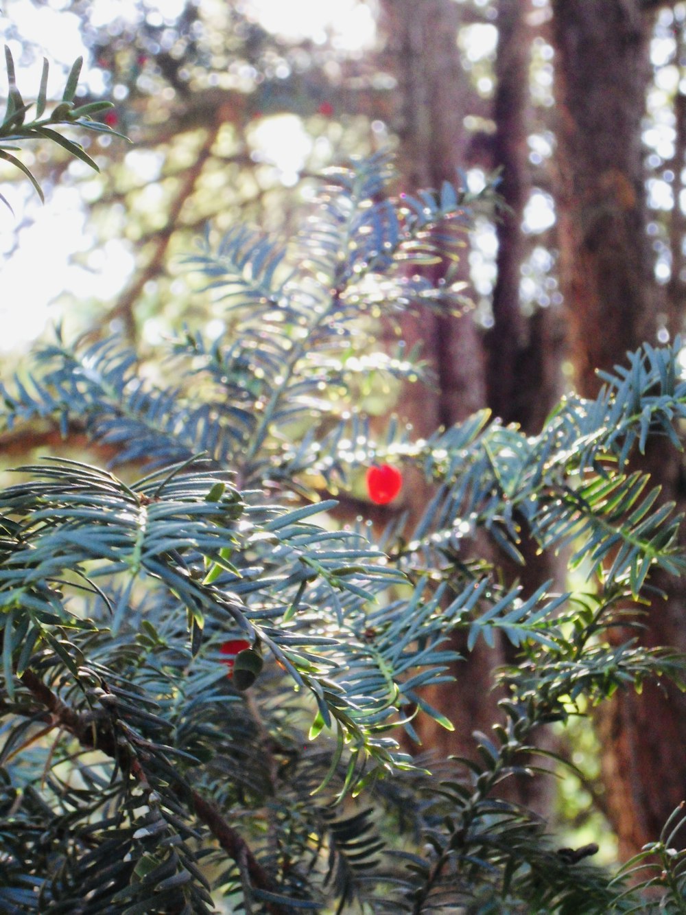 red fruit on green tree during daytime