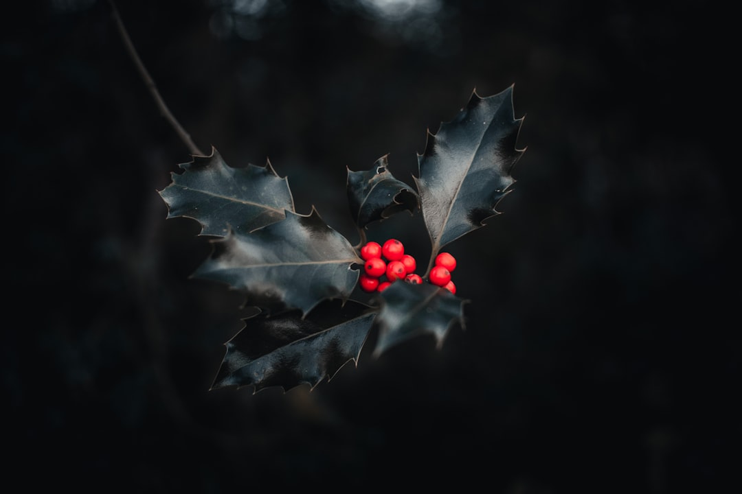 red round fruits on green leaves