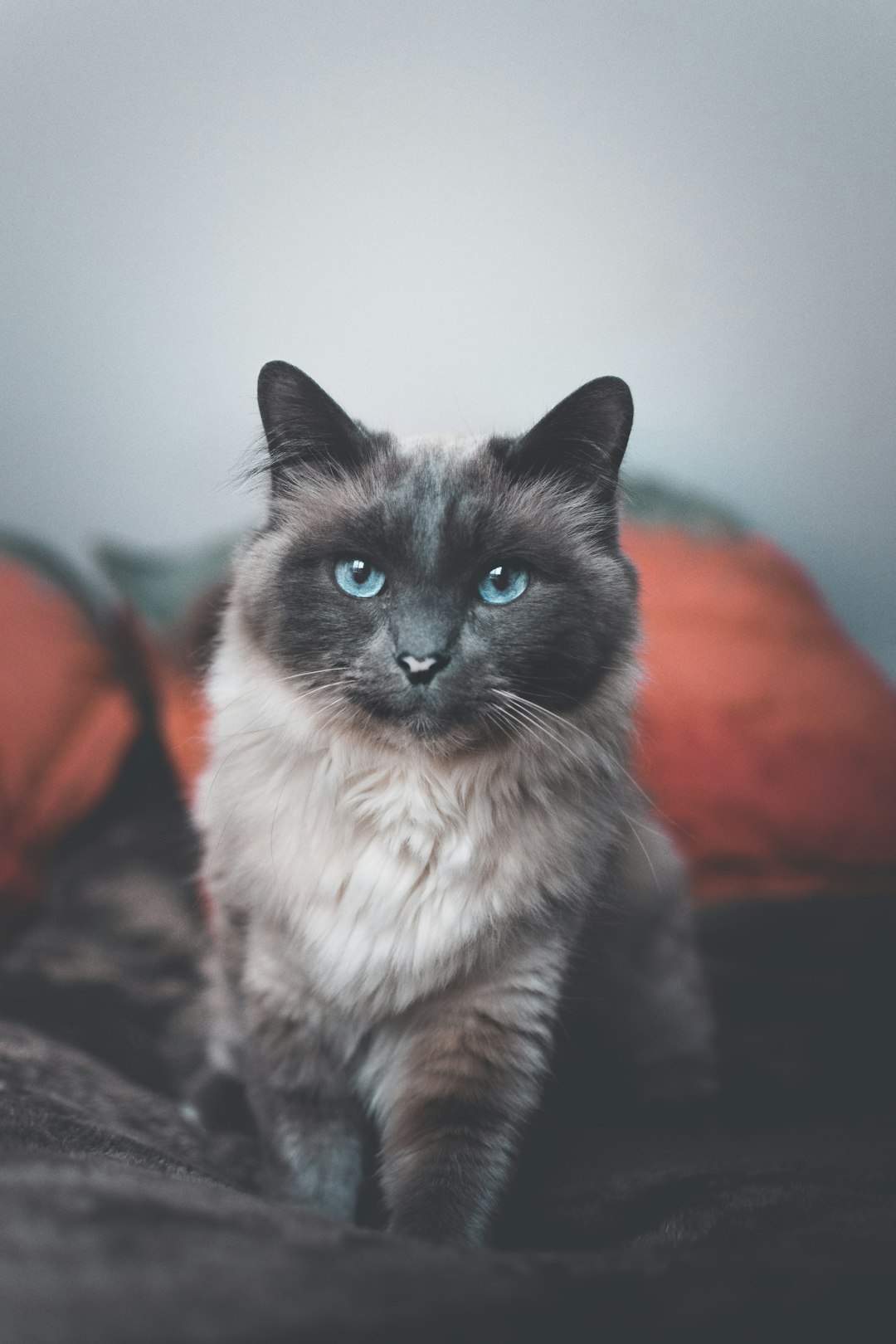 black and white cat on orange textile