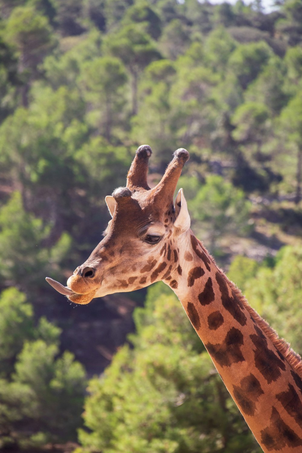 giraffa marrone in primo piano fotografia durante il giorno