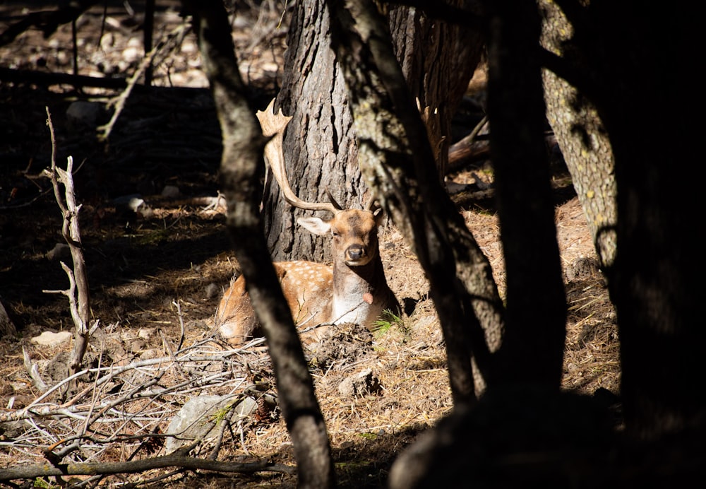 Brauner und weißer Fuchs auf braunem Grund