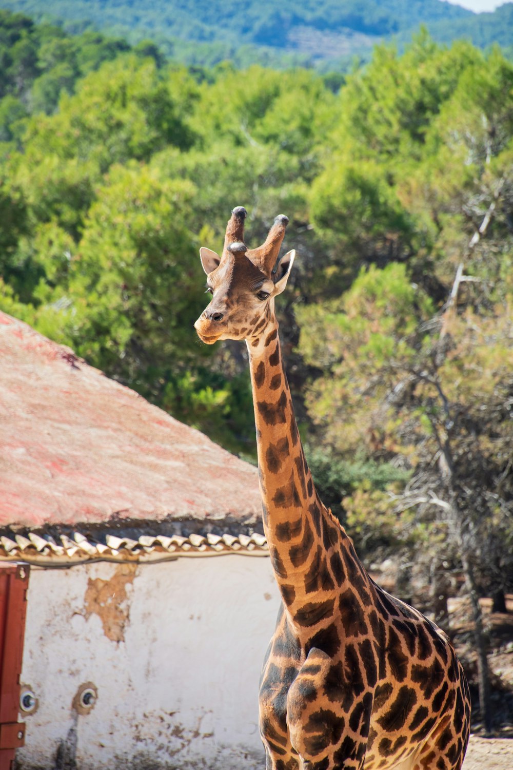 Braune und schwarze Giraffe auf braunem Felsen