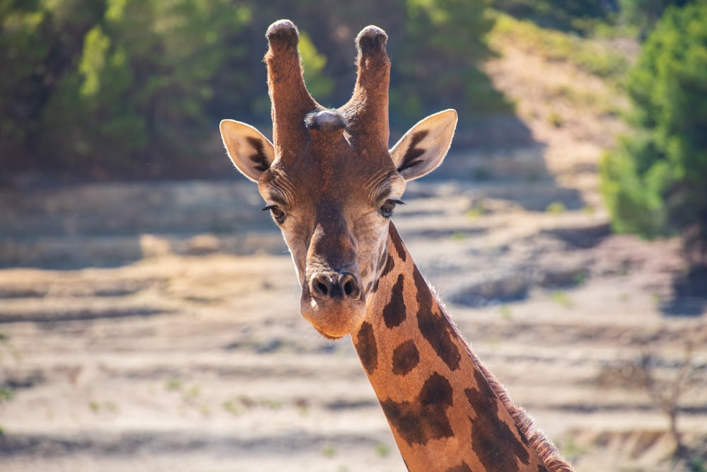 brown giraffe standing on field during daytime