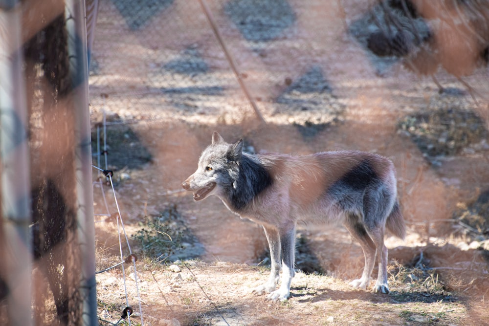 raposa branca no campo marrom durante o dia