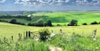 green grass field under blue sky during daytime