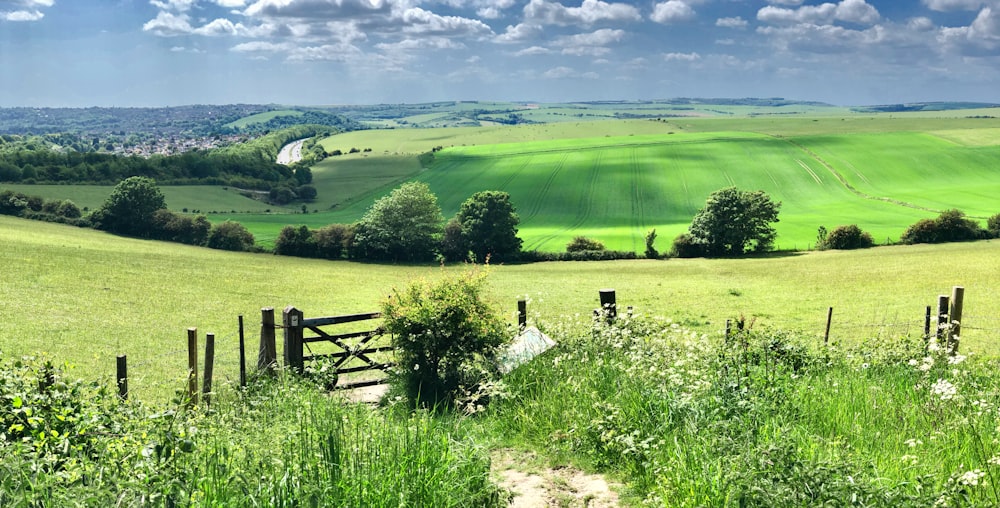 Champ d’herbe verte sous le ciel bleu pendant la journée