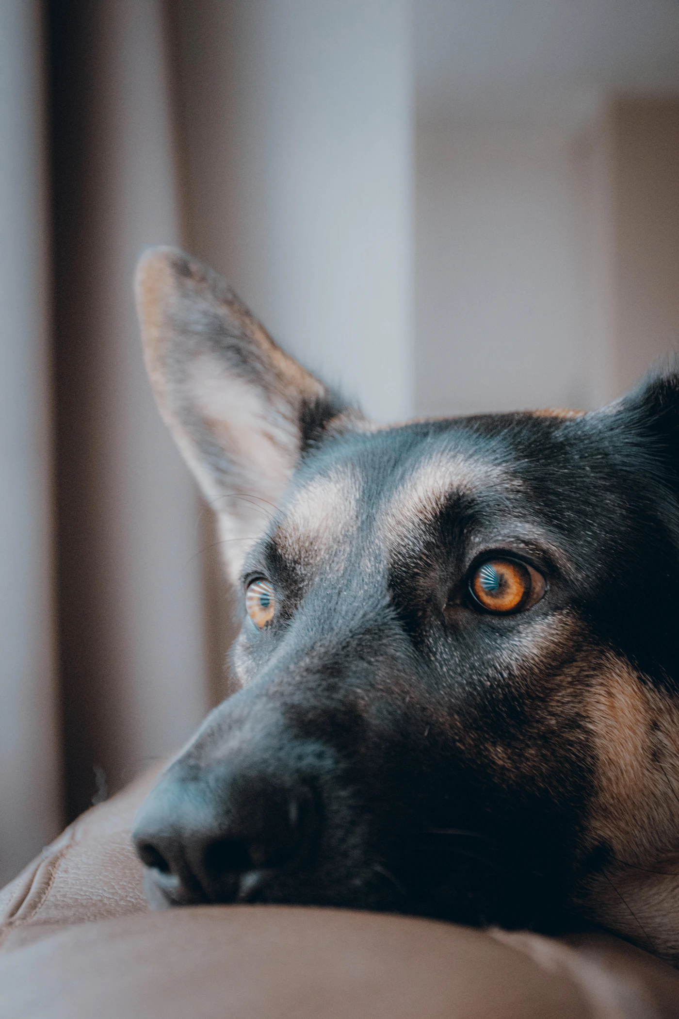 A calm black and tan German Shepherd looking up attentively in a studio portrait