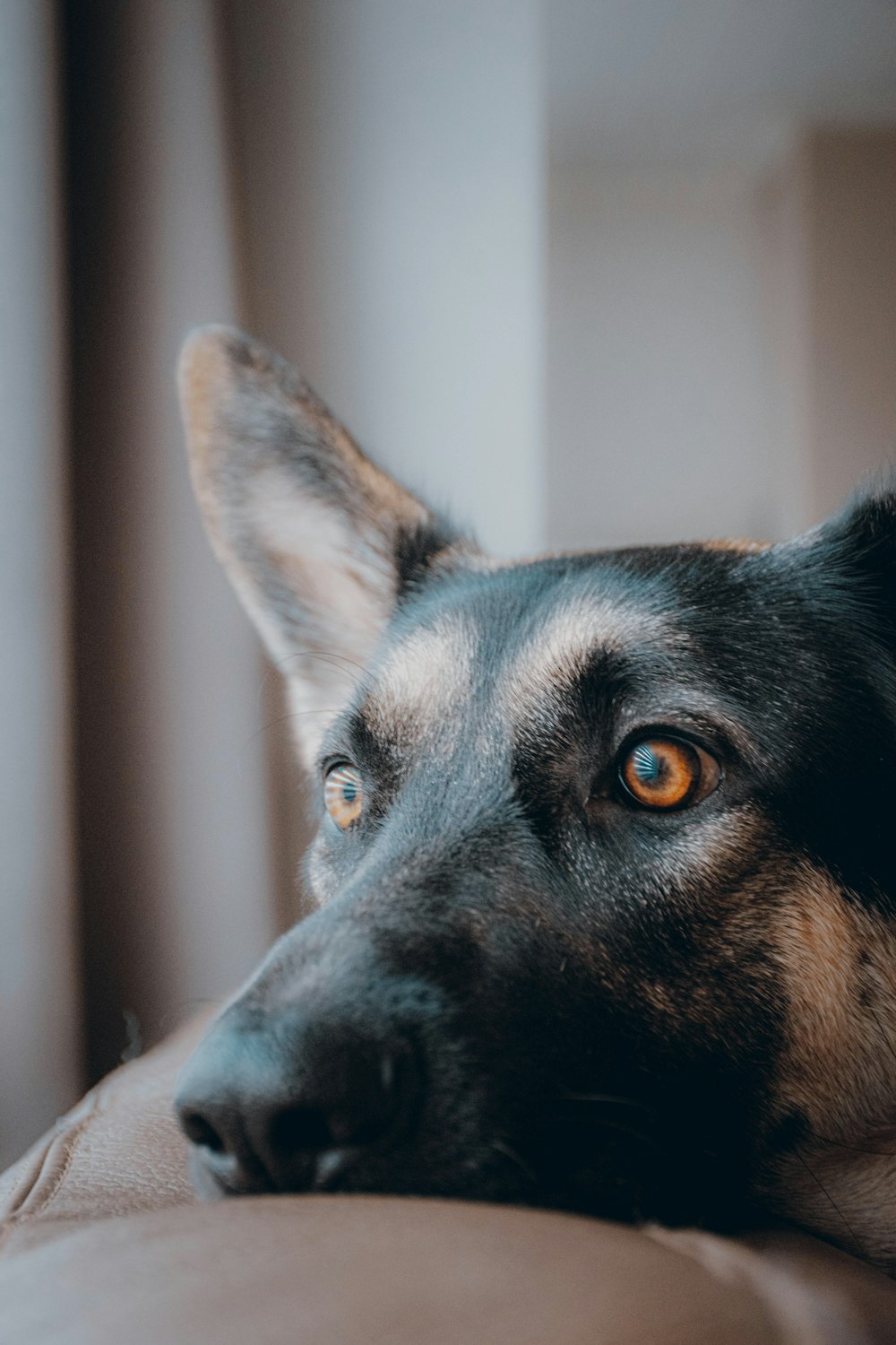 black and tan german shepherd