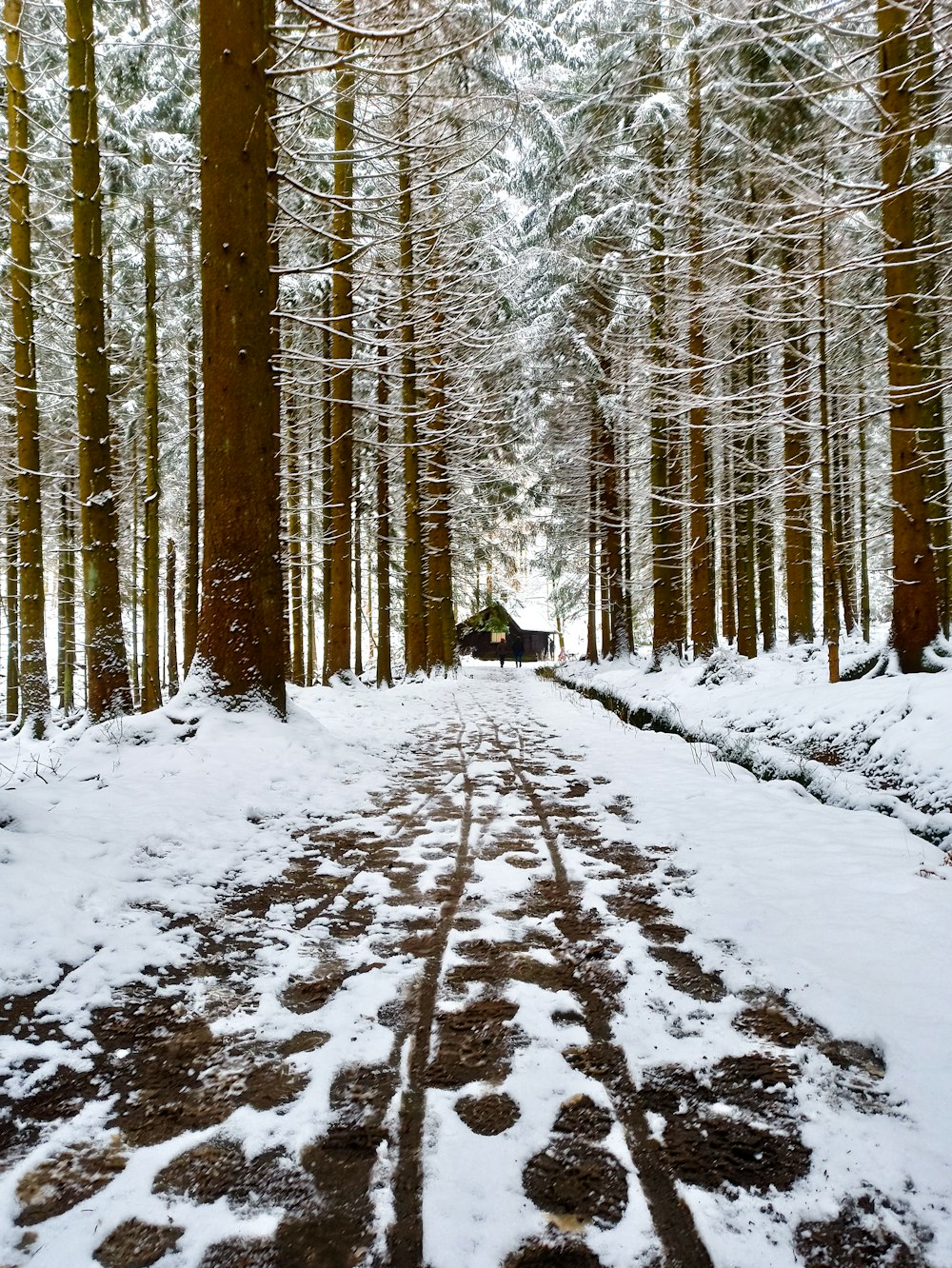 snow covered field and trees during daytime