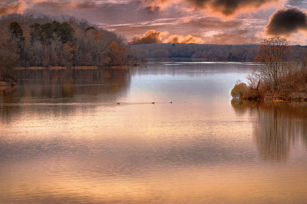 body of water near trees during daytime