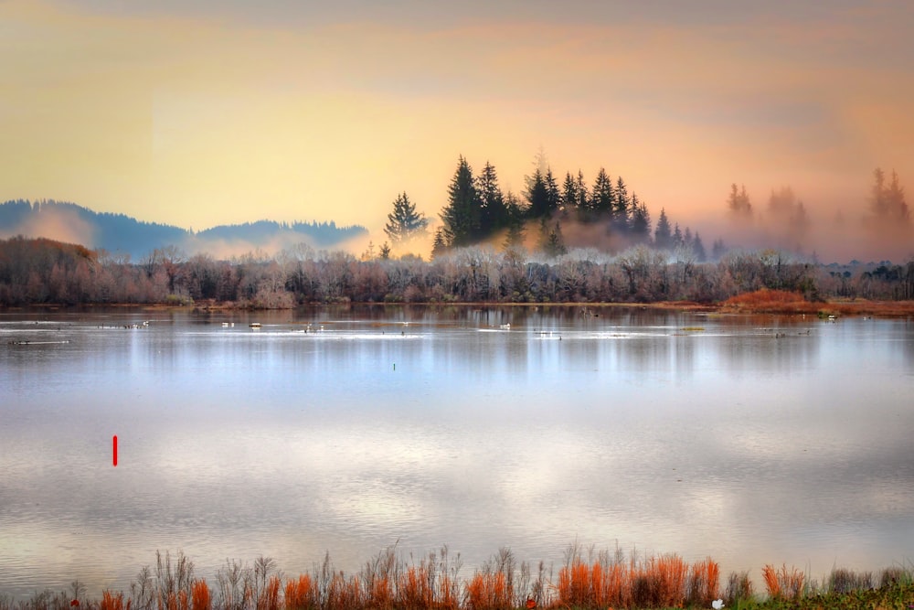 brown grass on lake during daytime