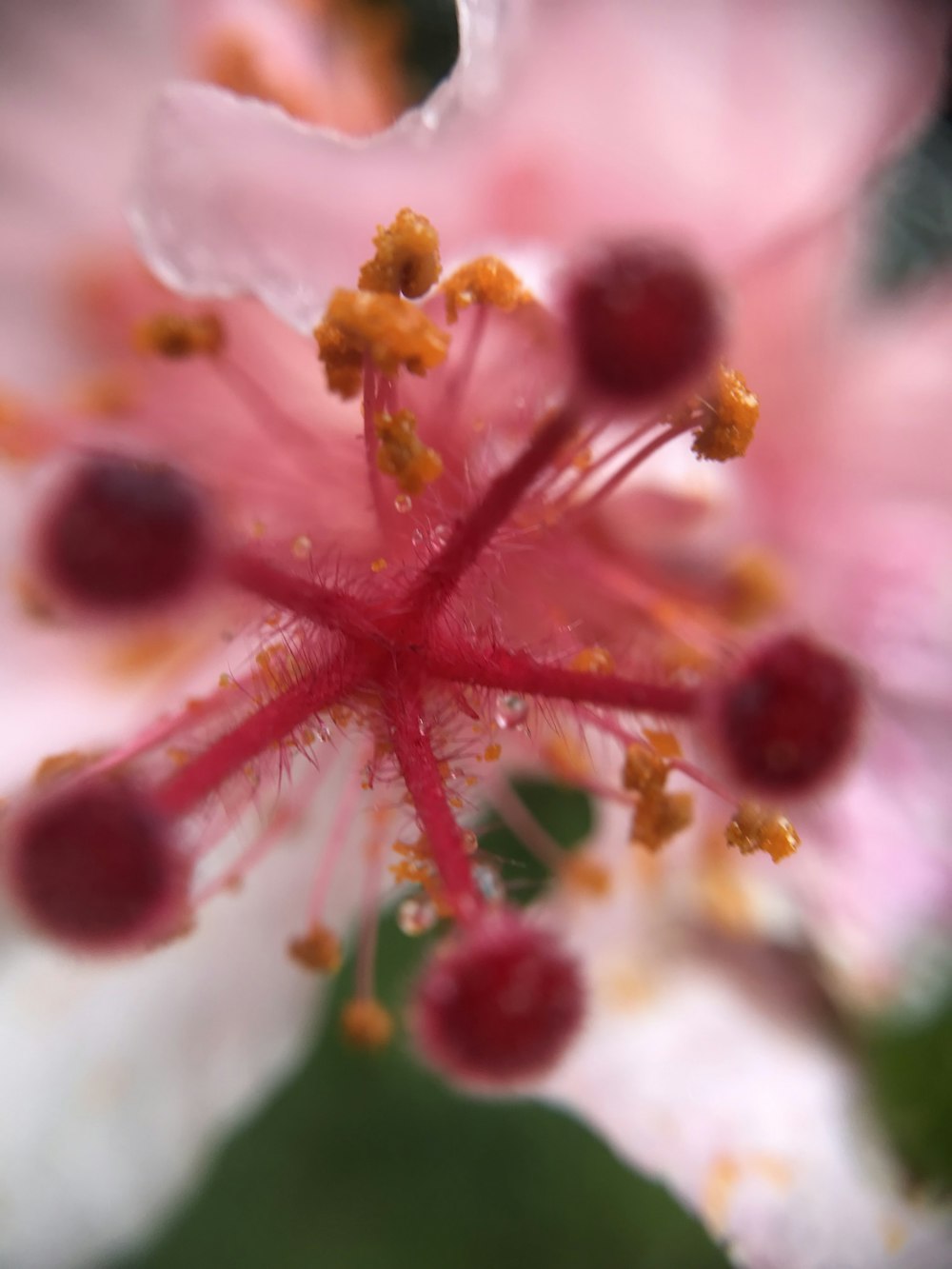 red and white flower in macro lens