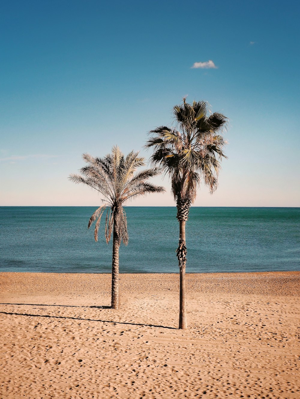 palm tree on beach shore during daytime