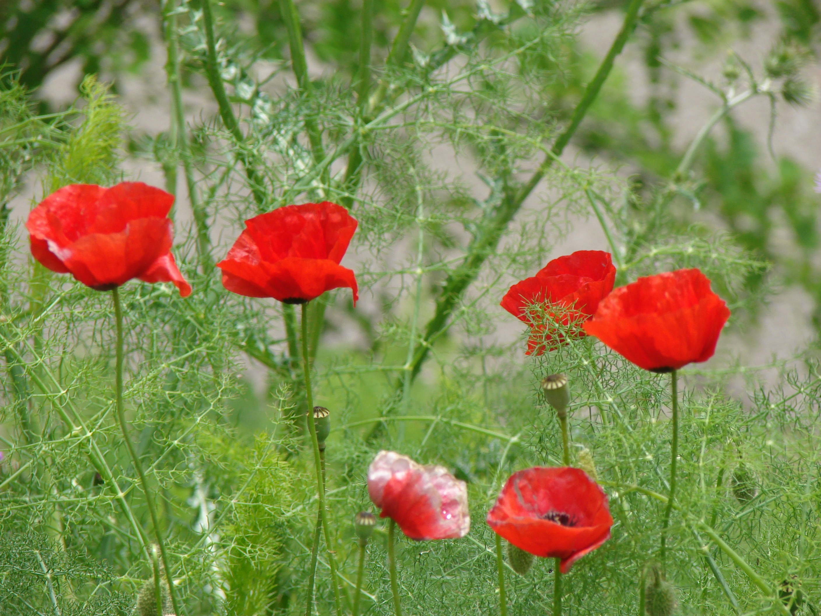 Photo by smasalmada9999