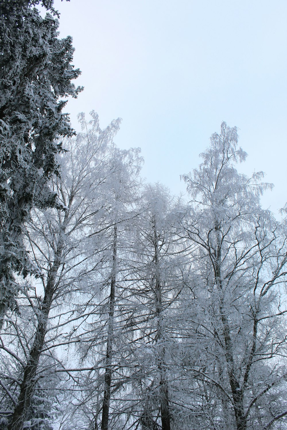 snow covered trees during daytime