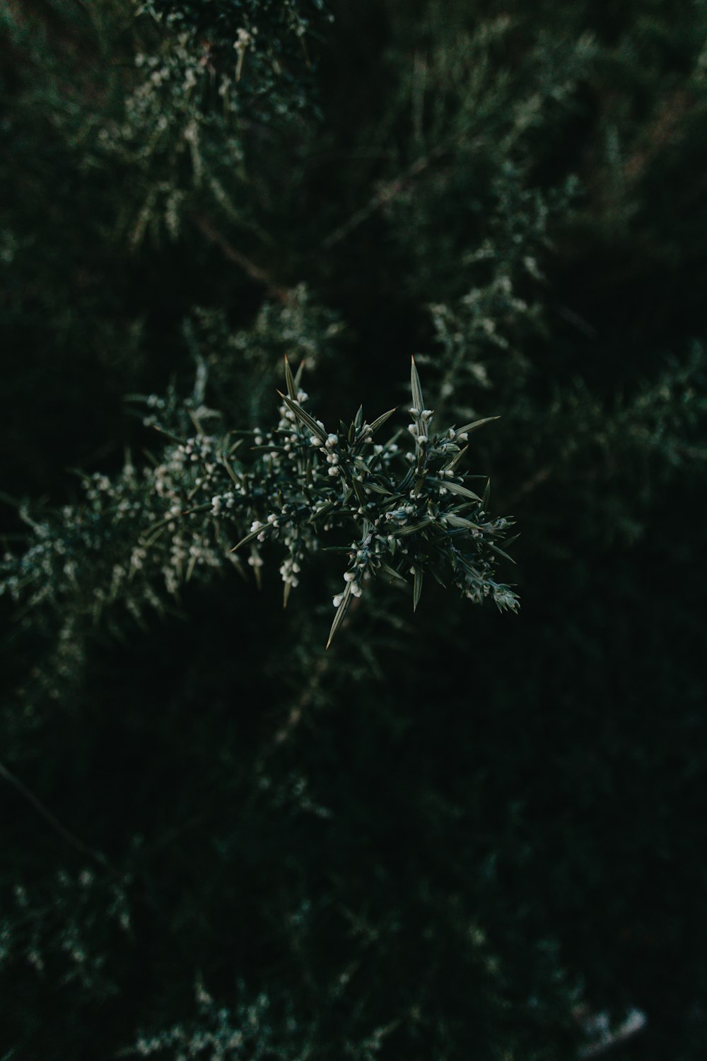 green leaves in tilt shift lens