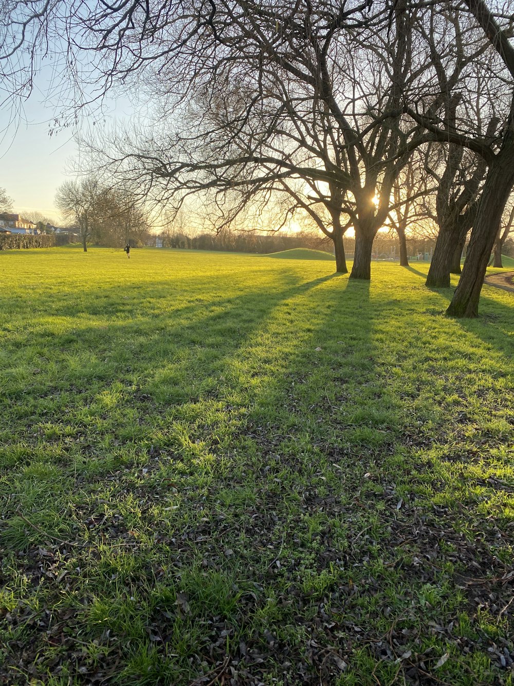 leafless tree on green grass field during daytime