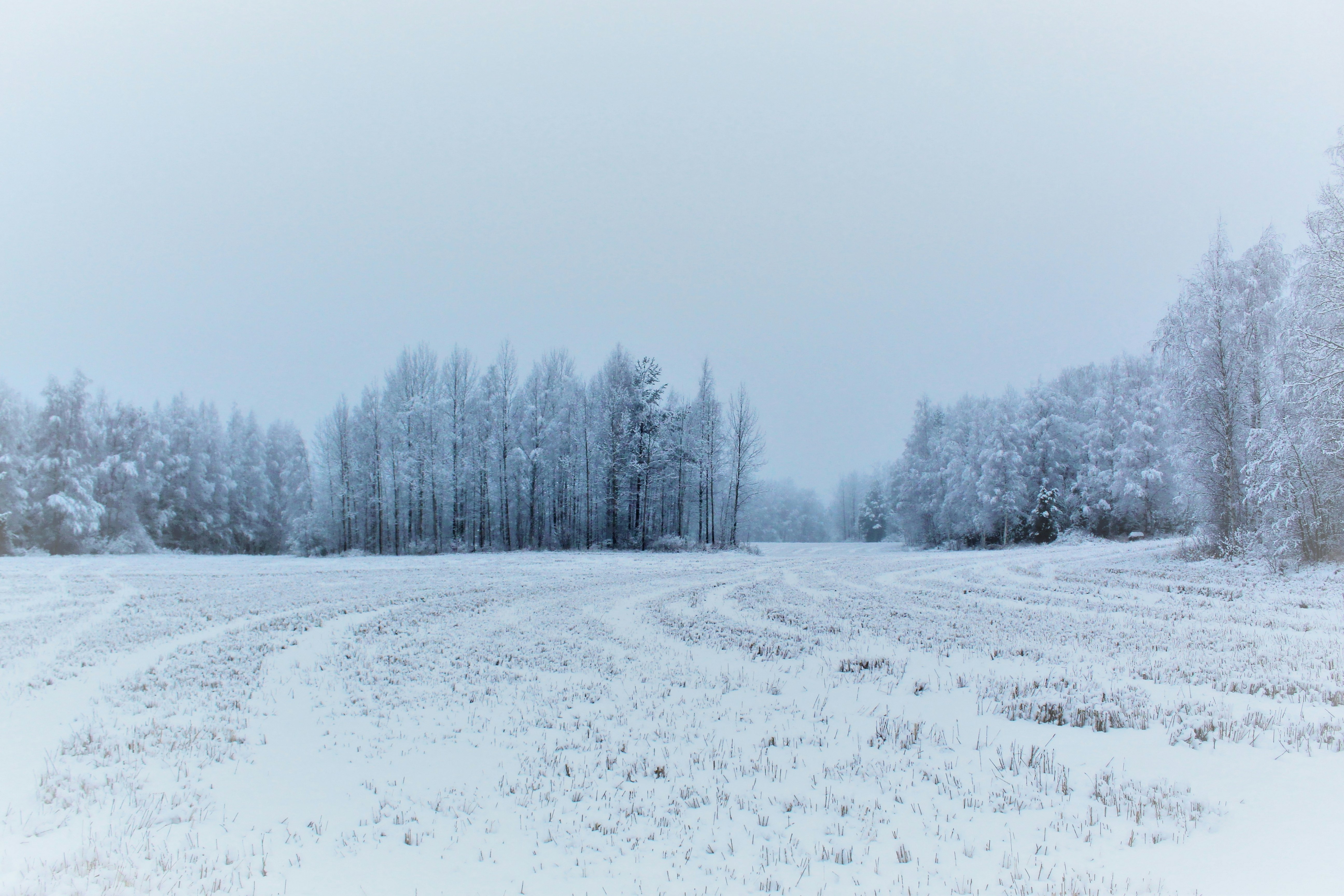 snow covered field with trees