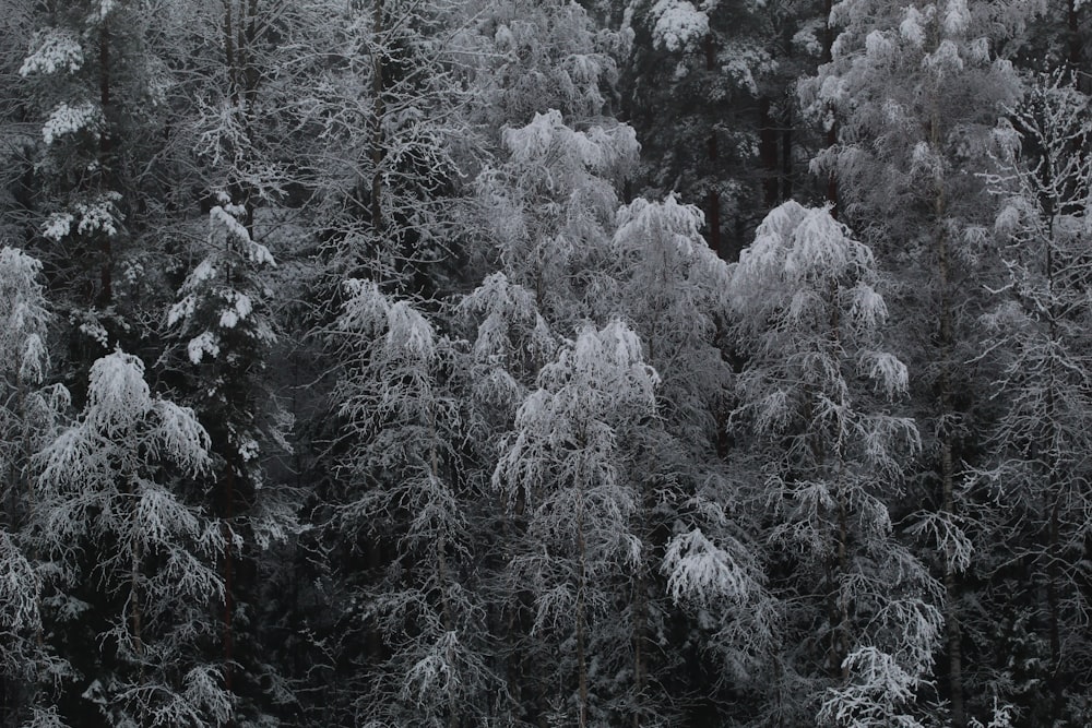 snow covered pine trees during daytime