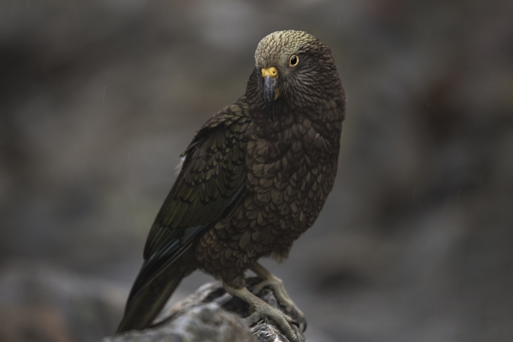 black and brown bird on brown rock