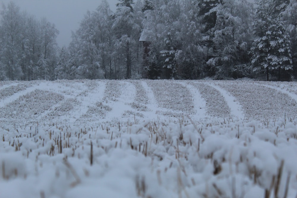 昼間の雪に覆われた野原と木々