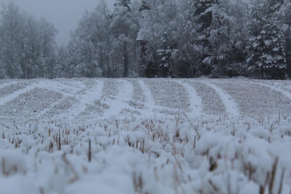 snow covered field and trees during daytime