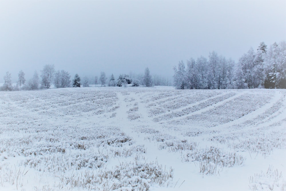 campo coberto de neve e árvores durante o dia