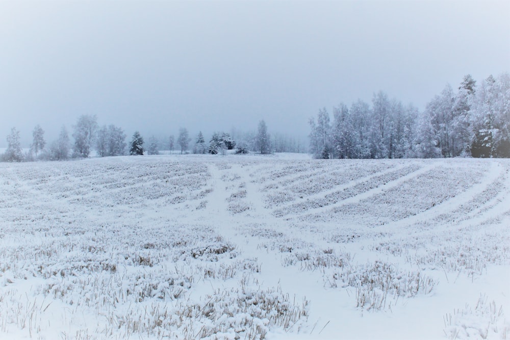 snow covered field and trees during daytime