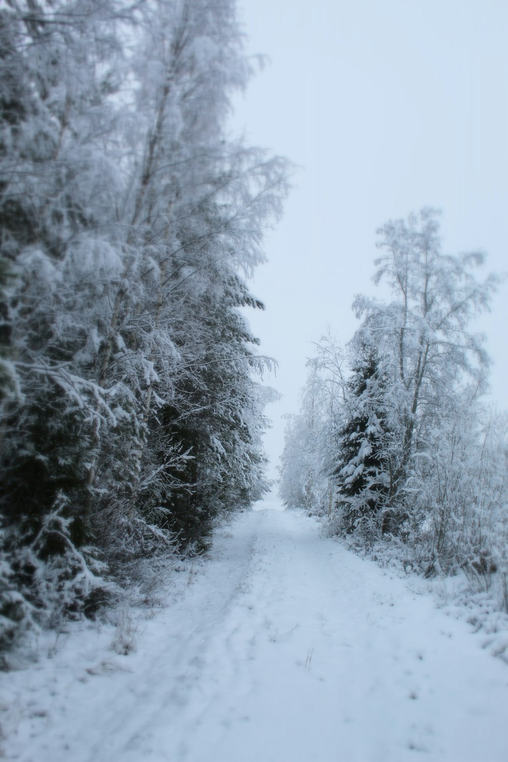 alberi innevati durante il giorno