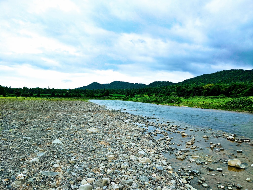 日中の水域近くの緑の木々と灰色の石