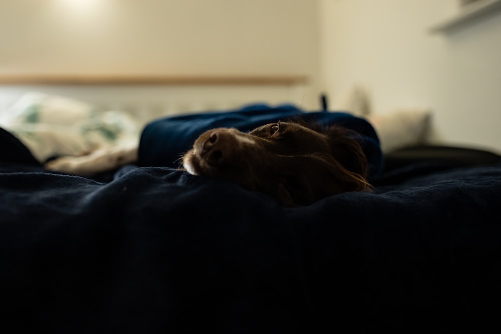 brown short coated dog lying on black textile