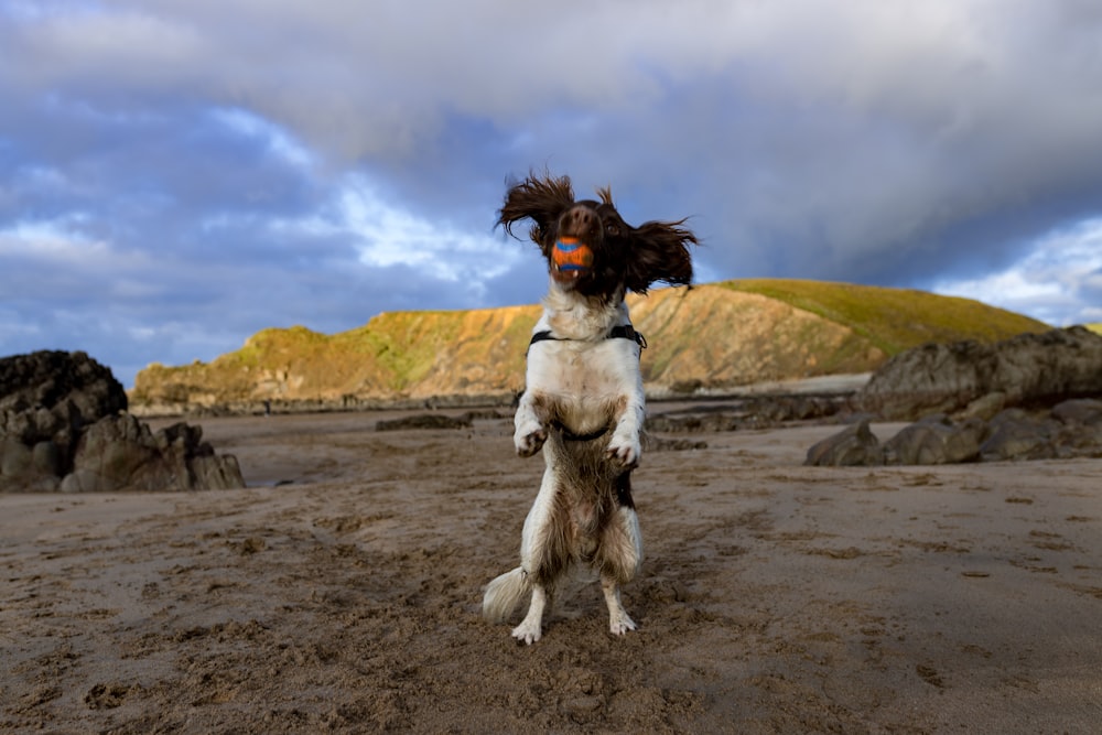 white and brown long coat small dog on brown sand during daytime