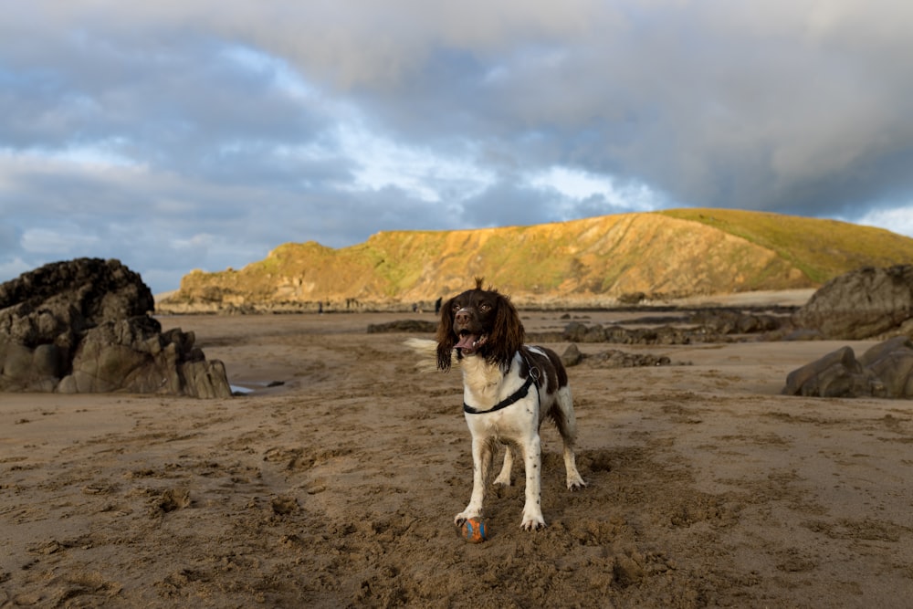 white and black short coat dog on brown sand near body of water during daytime