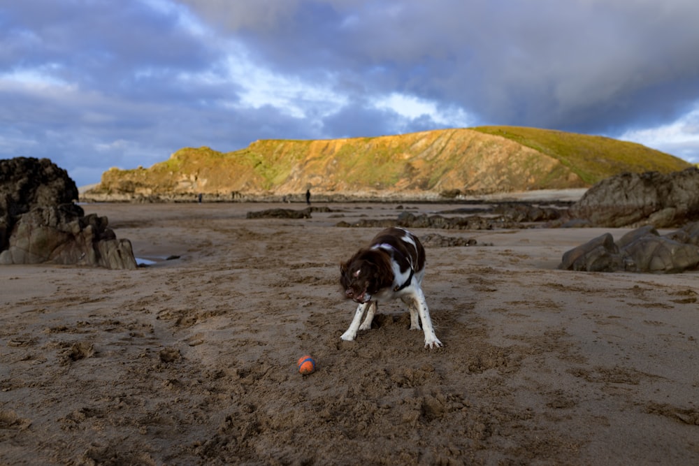 black and white short coat dog on brown sand during daytime