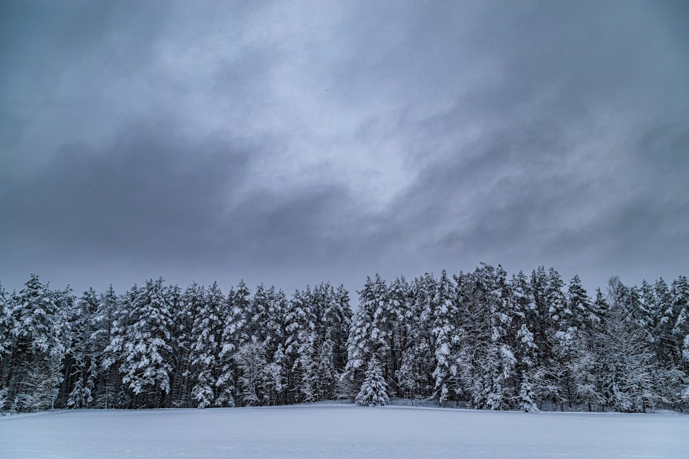 green pine trees covered with snow under gray cloudy sky