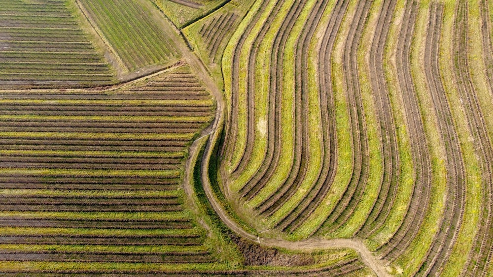 aerial view of green field