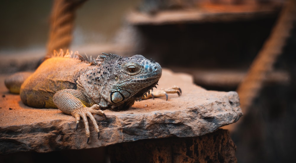 brown and black bearded dragon on brown wood