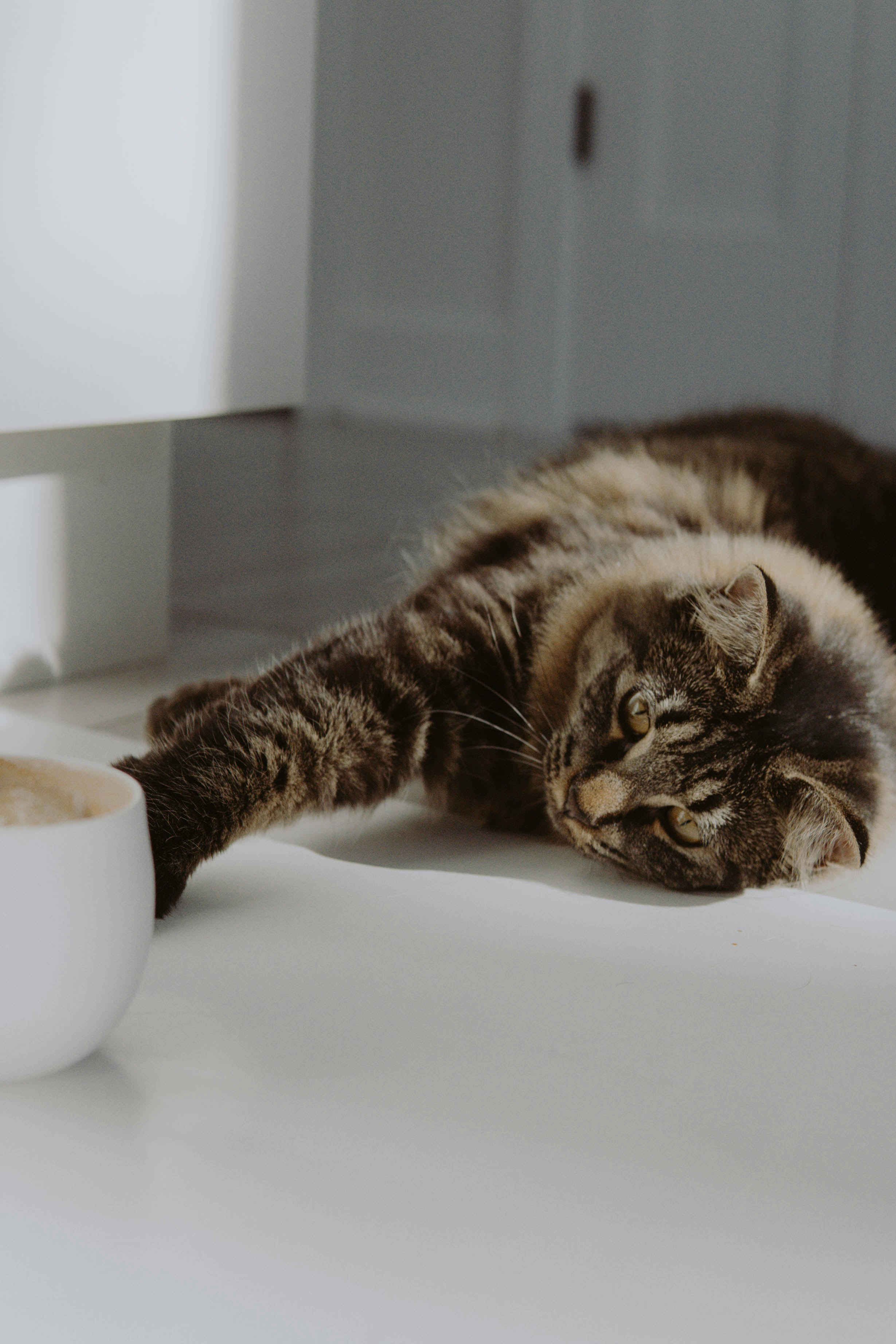 brown tabby cat on white table