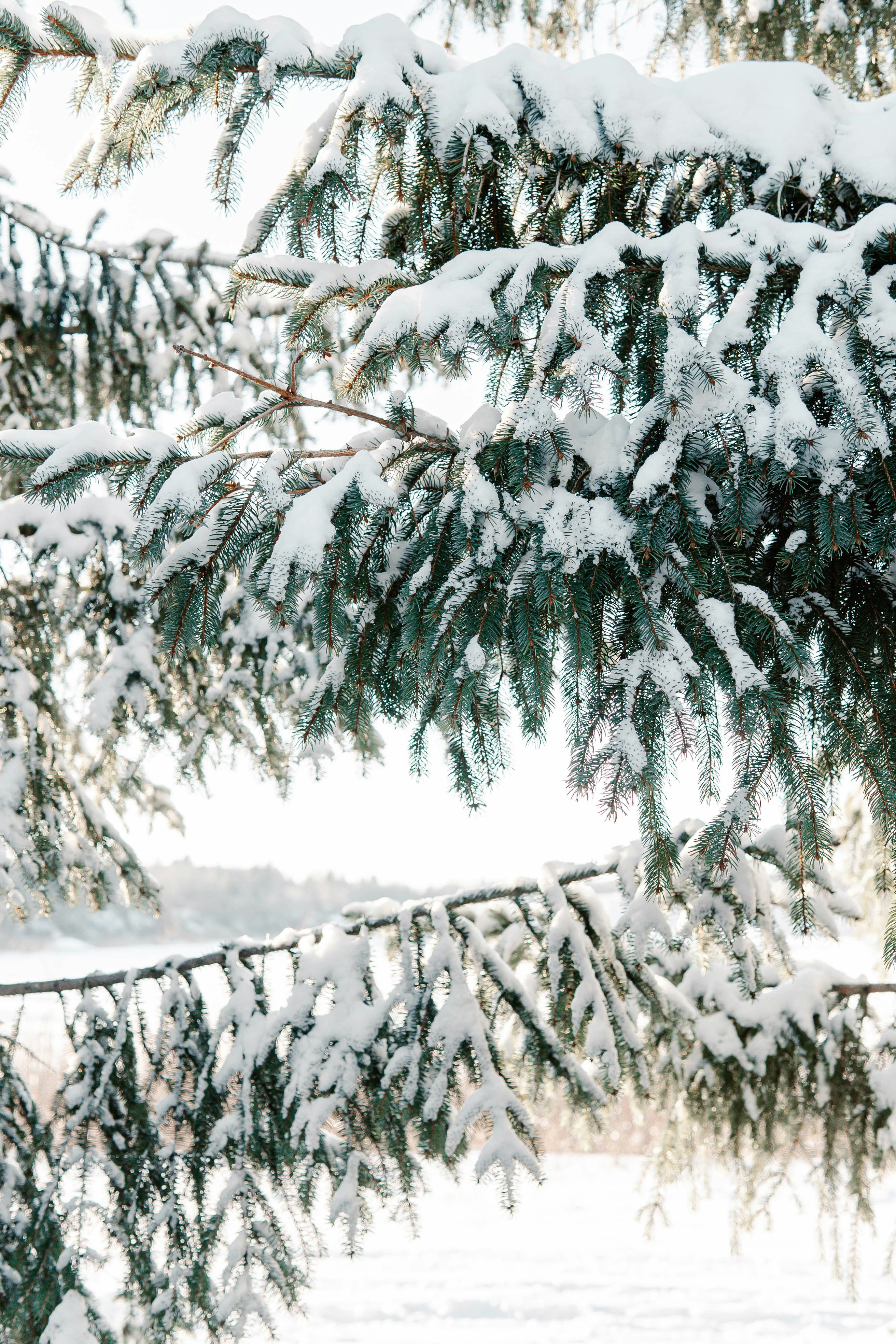 Winter Trees Pictures Download Free Images On Unsplash