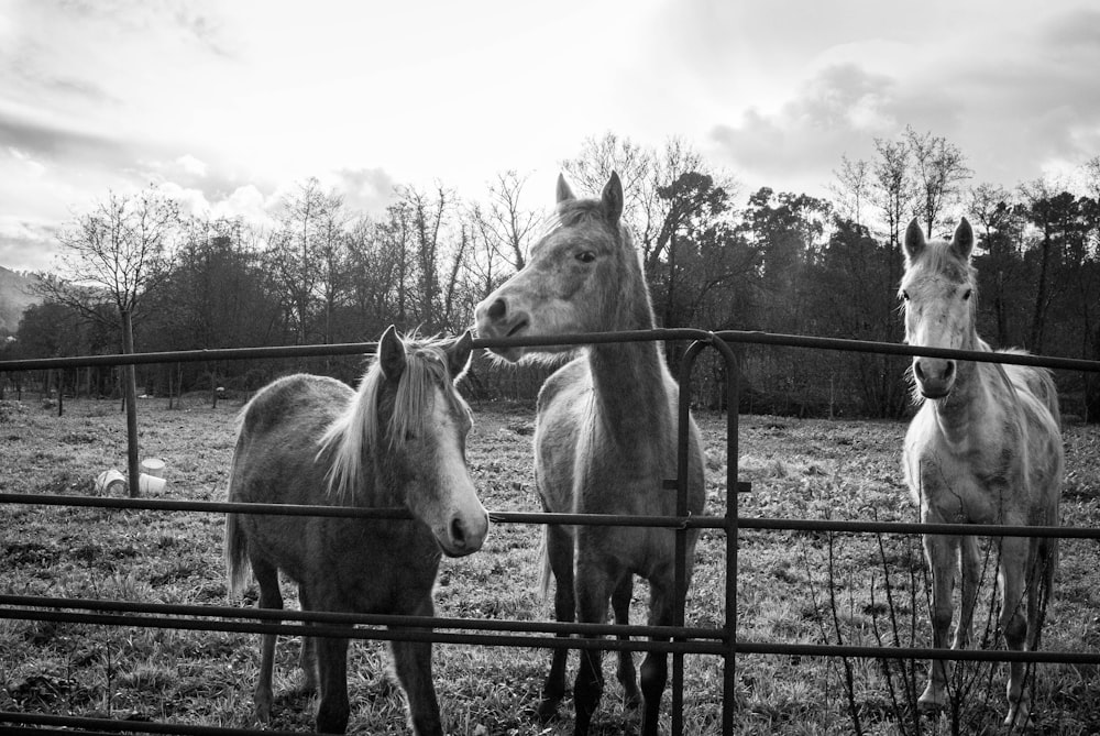 grayscale photo of horse in cage