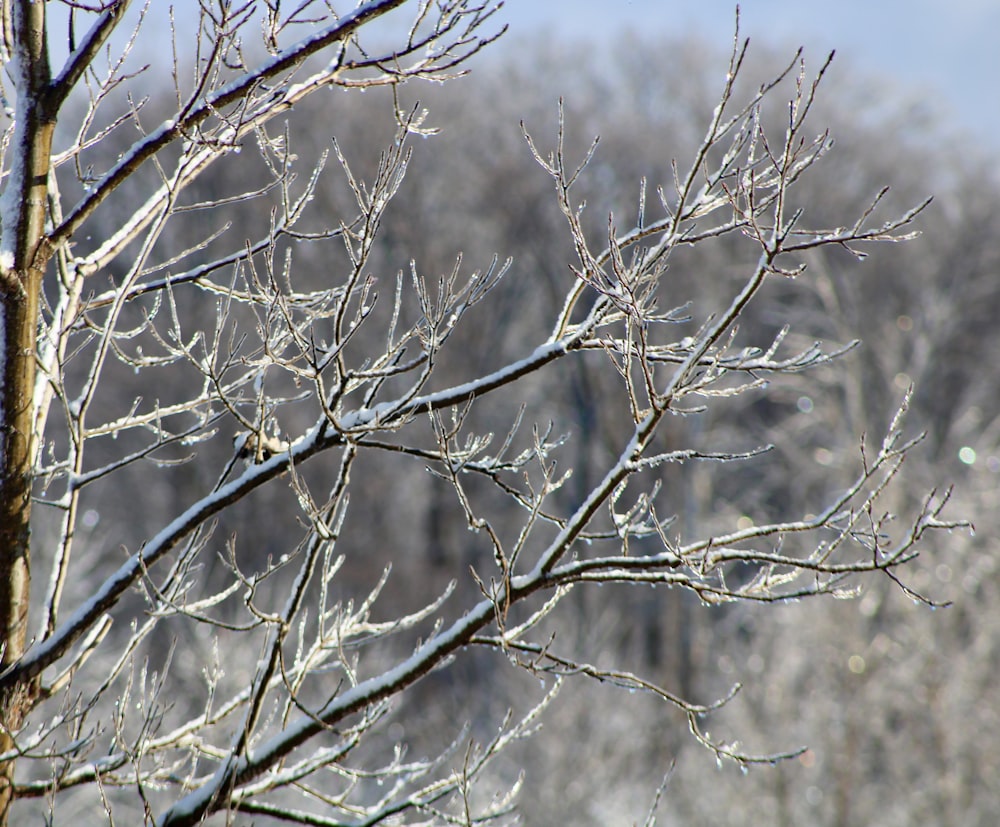 brown leafless tree during daytime