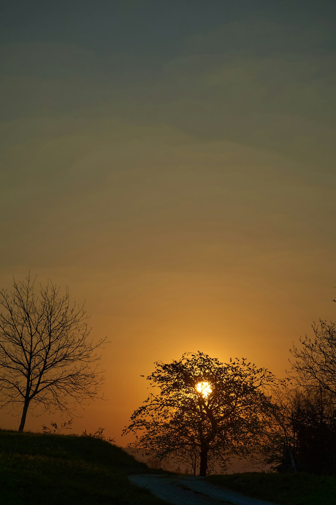 silhouette of trees during sunset