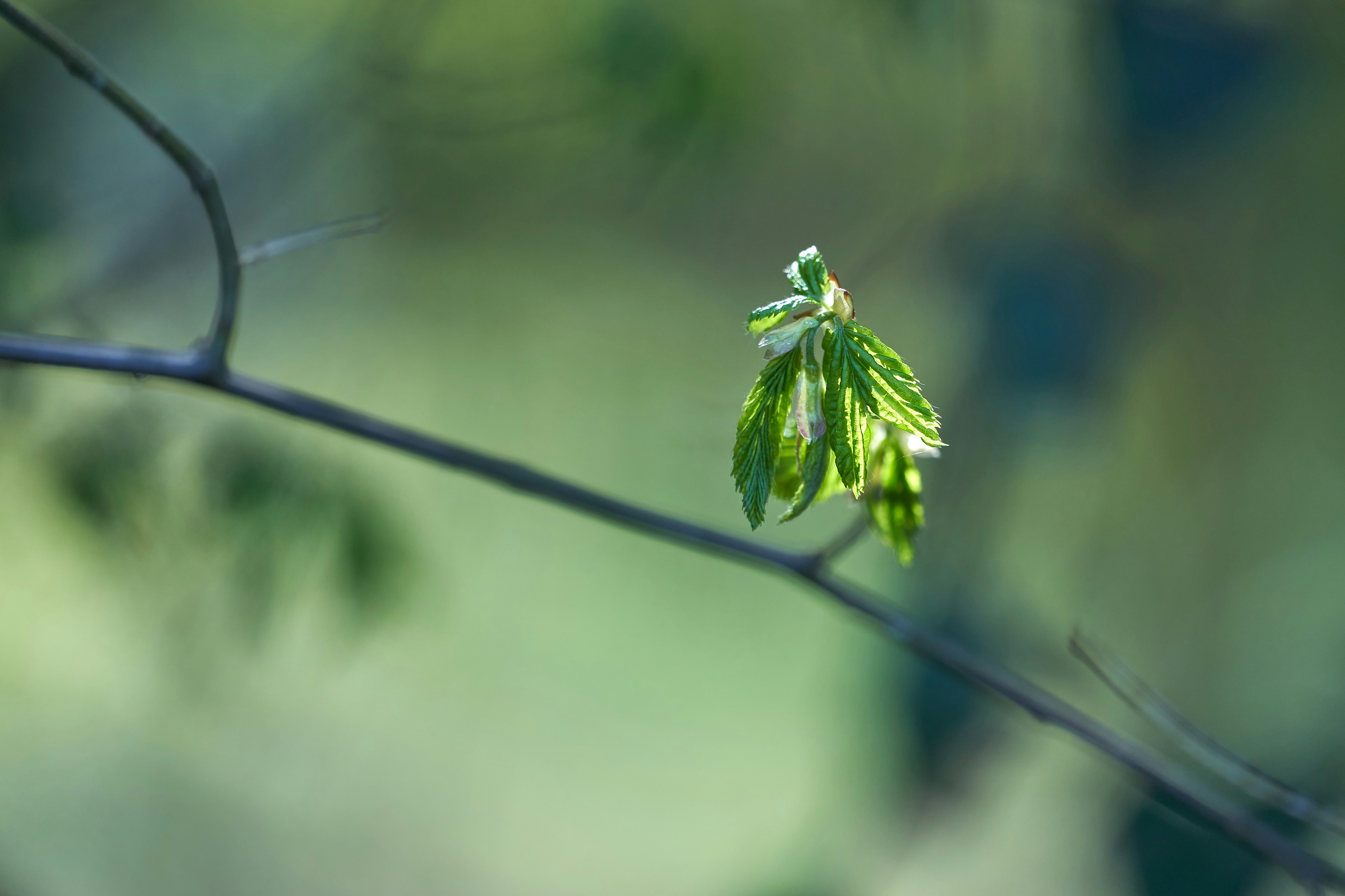 Photo by wolfgang_hasselmann