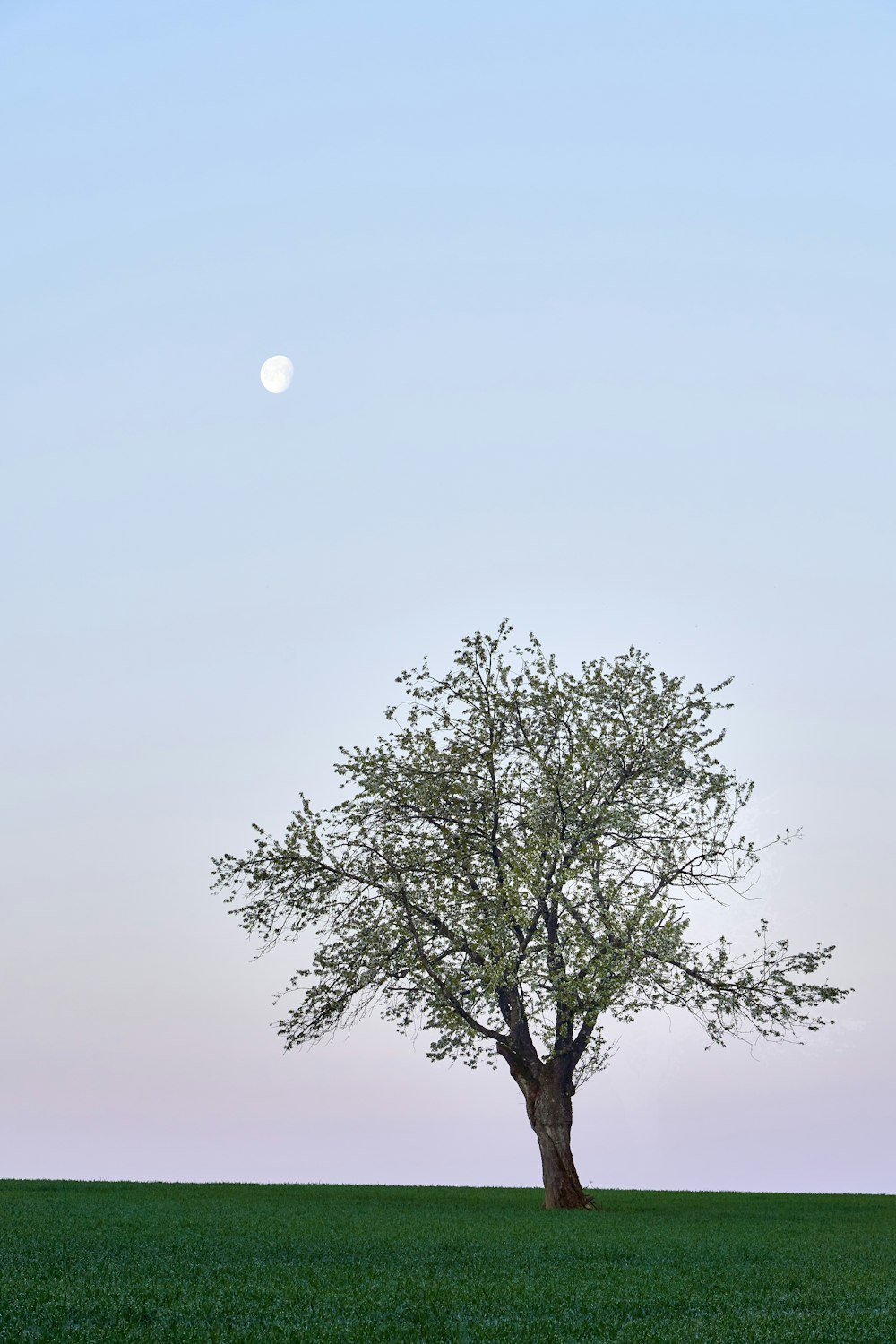 a lone tree in a field with the moon in the background