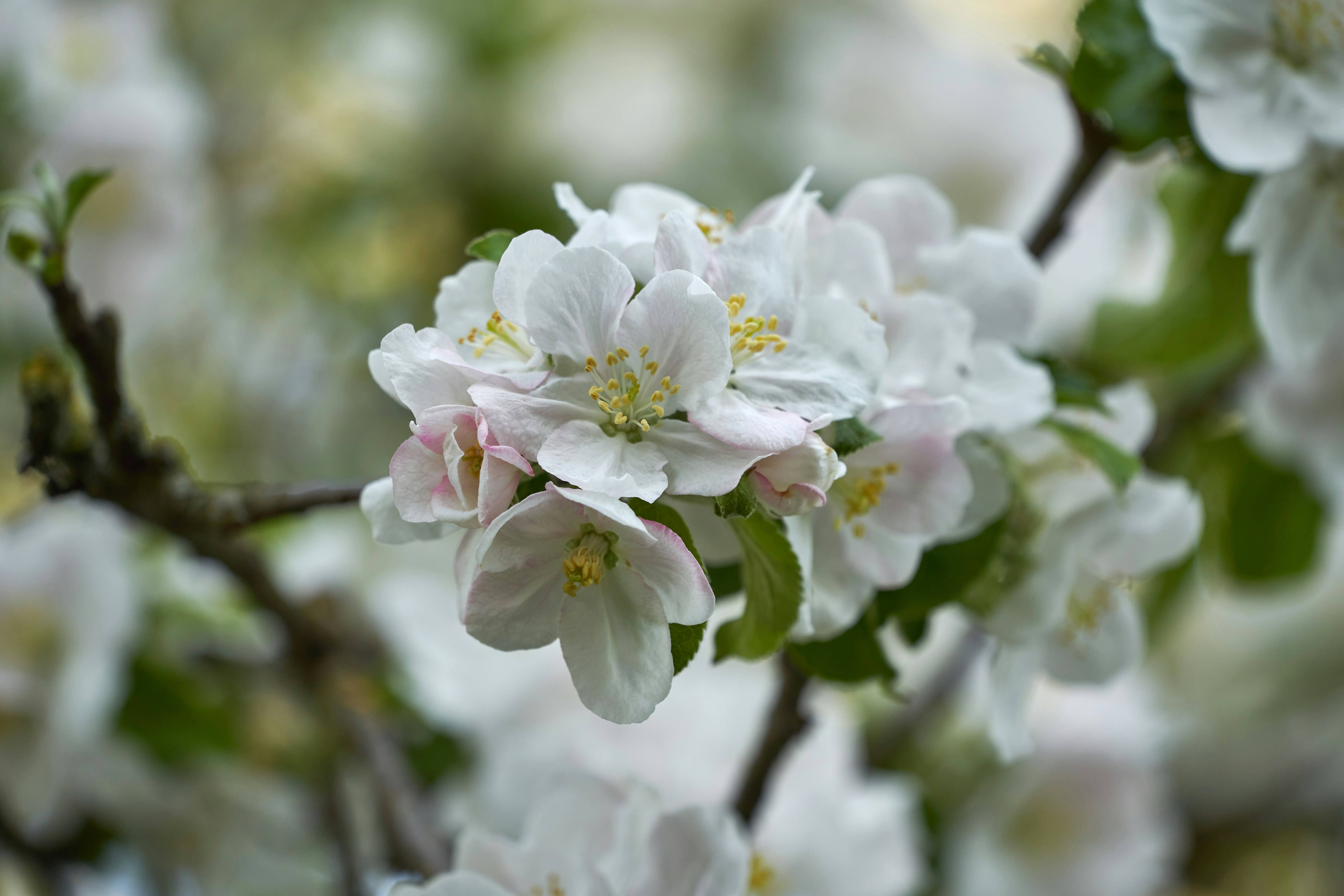 Photo by wolfgang_hasselmann