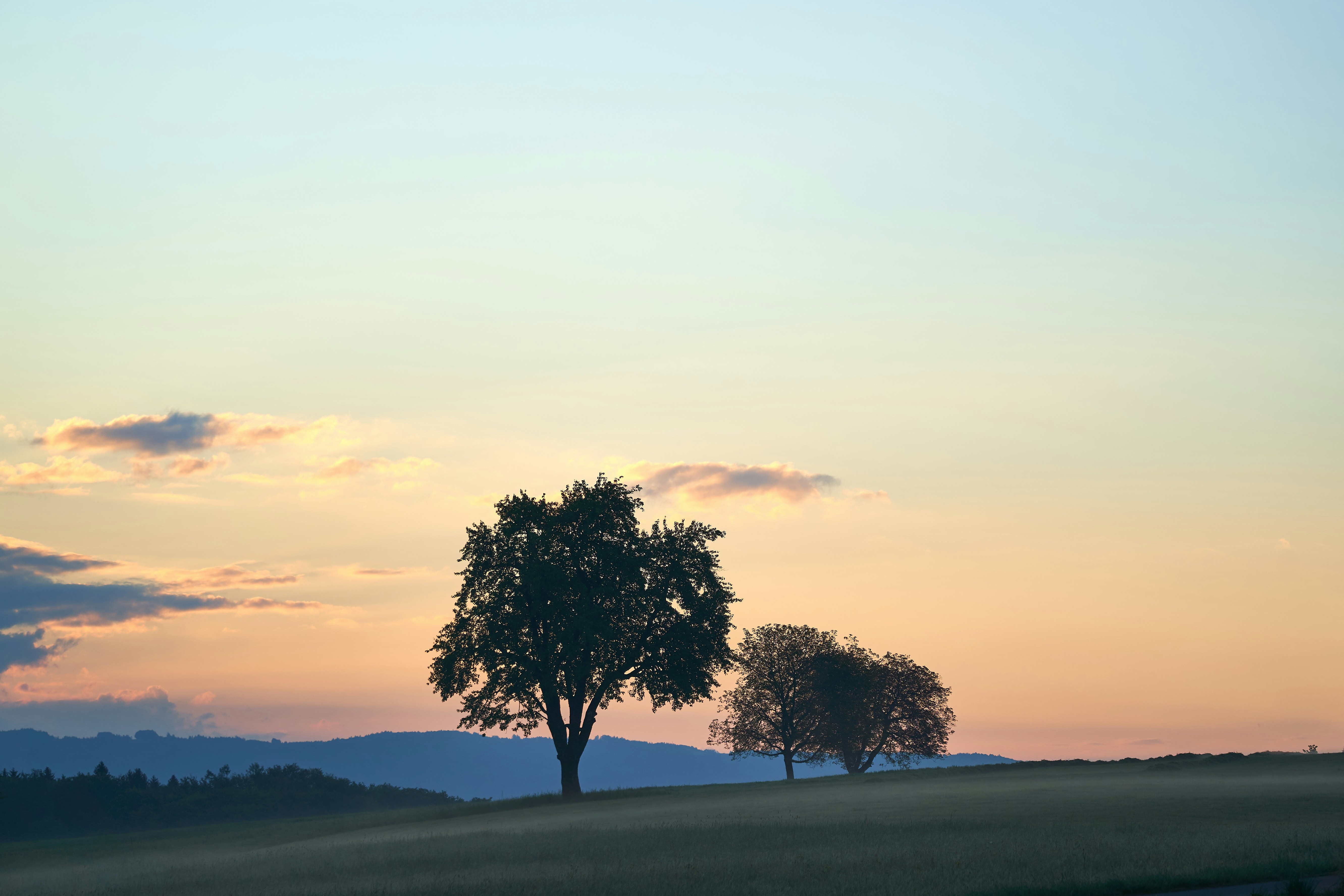 green tree on gray sand during daytime