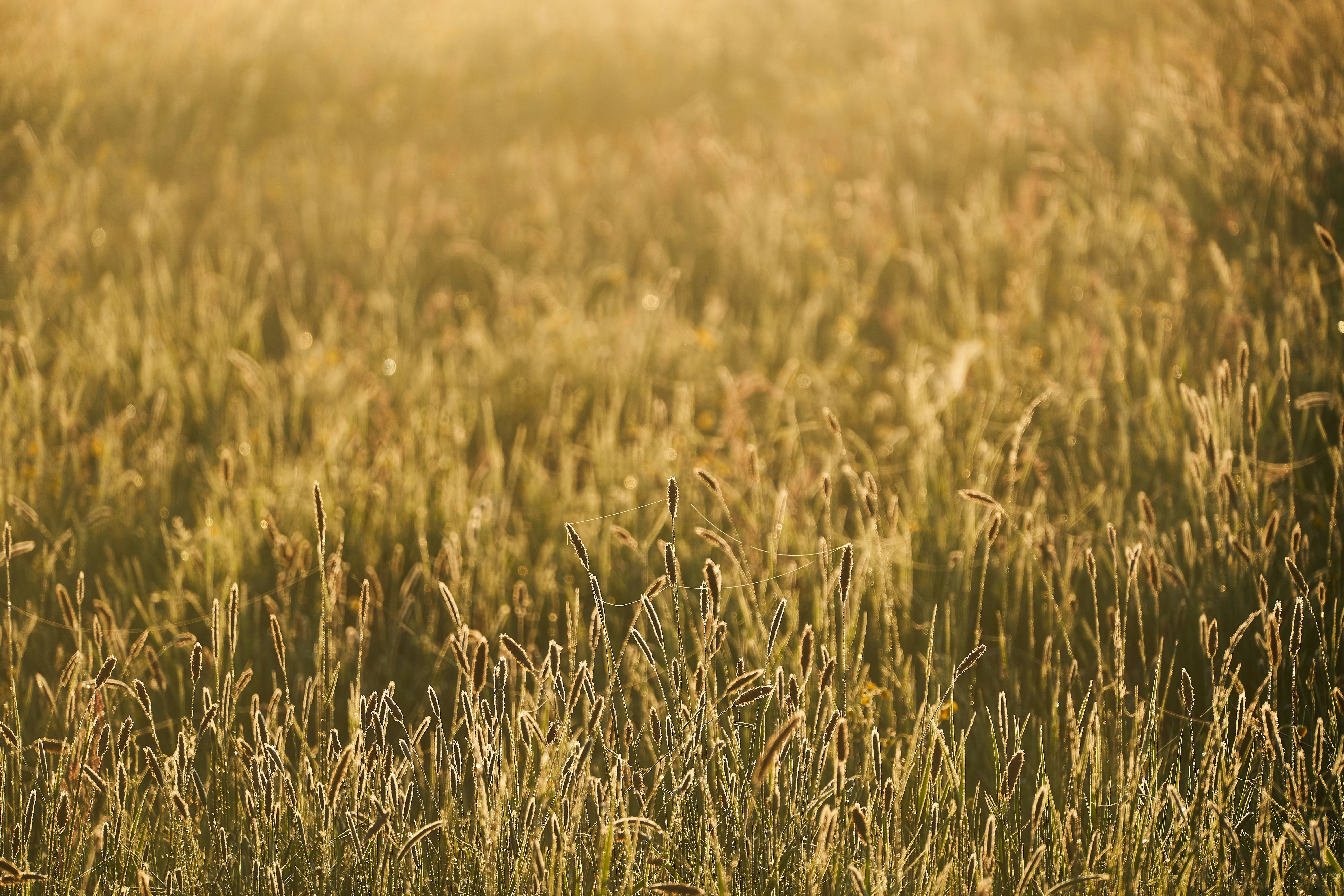 brown grass field during daytime